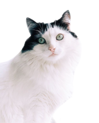 bulka